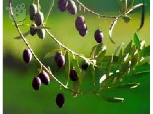 Πωλείται ελαιόλαδο σε ειδική τιμή Κρανίδι Αθήνα